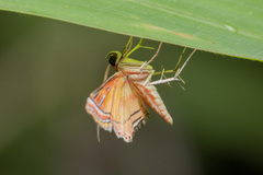 Ambia decoralis