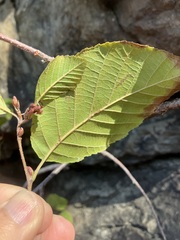 Alnus incana