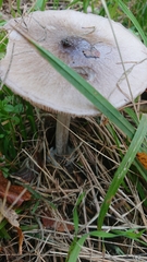 Volvopluteus gloiocephalus