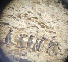 Spheniscus humboldti