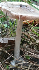 Volvopluteus gloiocephalus