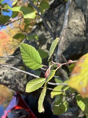 Alnus incana