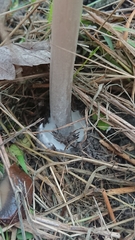 Volvopluteus gloiocephalus