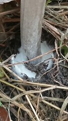Volvopluteus gloiocephalus