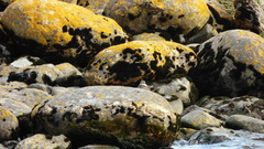 Cinclodes patagonicus