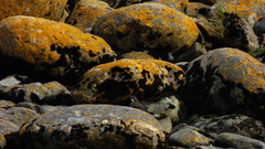 Cinclodes patagonicus