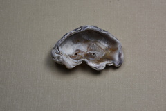 Saccostrea cuccullata