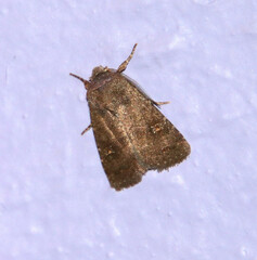 Eriopygini