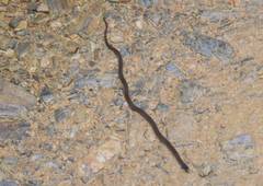 Tantilla melanocephala