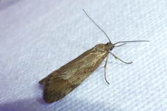 Diurnea lipsiella