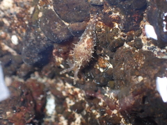 Stylocheilus polyomma