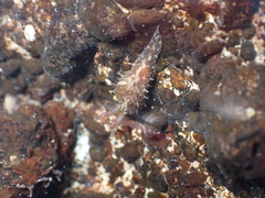 Stylocheilus polyomma