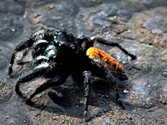 Phidippus