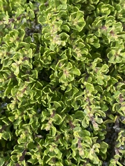 Baccharis magellanica
