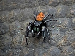 Phidippus