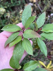 Cornus racemosa