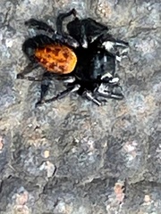 Phidippus