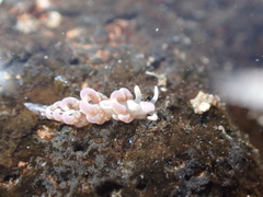 Spurilla neapolitana