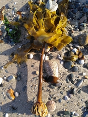 Laminaria ochroleuca