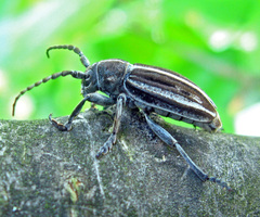 Dorcadion holosericeum