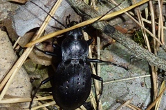 Carabus hortensis