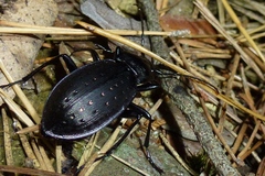 Carabus hortensis