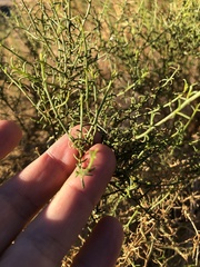 Ambrosia salsola
