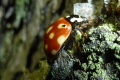 Anatis ocellata