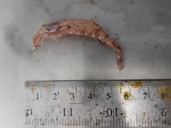 Sabinea sarsii
