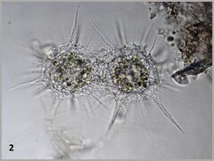 Raphidocystis pallida