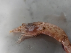 Sabinea sarsii