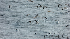 Stercorarius chilensis