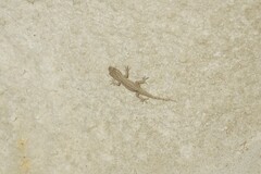 Mediodactylus russowii