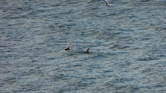 Stercorarius chilensis