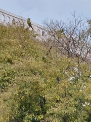 Thectocercus acuticaudatus