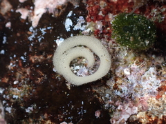 Stylocheilus polyomma