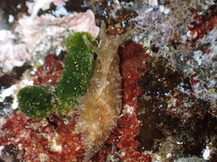 Stylocheilus polyomma