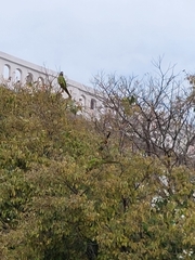Thectocercus acuticaudatus