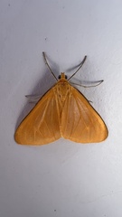 Eubaphe