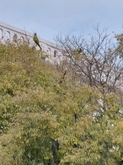 Thectocercus acuticaudatus