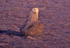 Bubo scandiacus