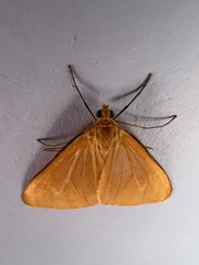 Eubaphe