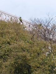 Thectocercus acuticaudatus