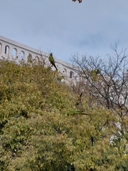 Thectocercus acuticaudatus