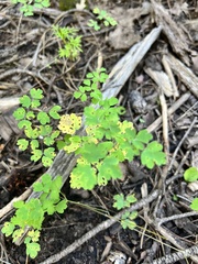 Thalictrum fendleri