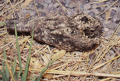 Phalaenoptilus nuttallii