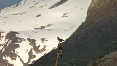 Daptrius albogularis