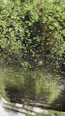 Chrysothrix candelaris