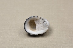 Nerita albicilla