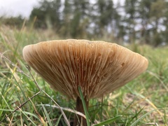 Lactarius rufus